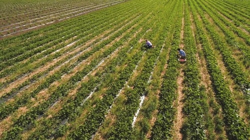 Two Women Gathering Strawberries at the Plantation, Aerial View