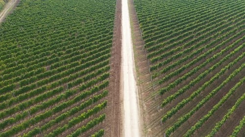 Aerial View of Lush Green Vineyard with Dirt Road