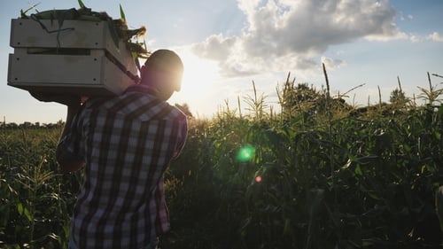 Farmer Going on the Field with a Full Wooden Box of Corn