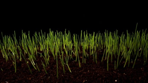 Germinating Sprouts of Wheat