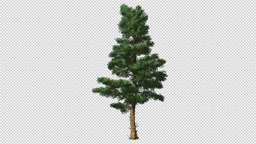 Conifer Tree