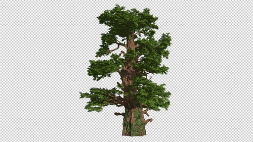Large Coniferous Tree