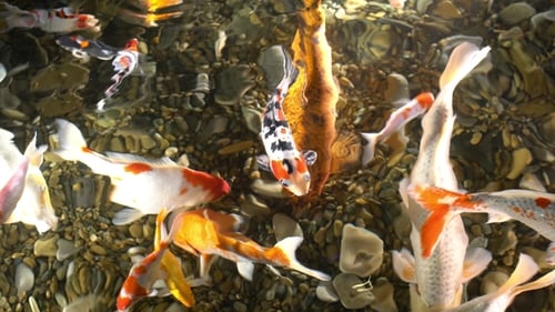 Fish in Water