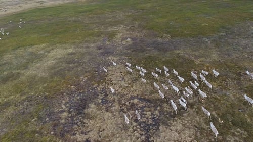 Aerial View of Herd of Wild Deer on Territoria Nordkapp