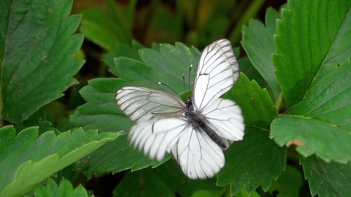 White Butterfly Resting on Green Leaves Flapping Wings
