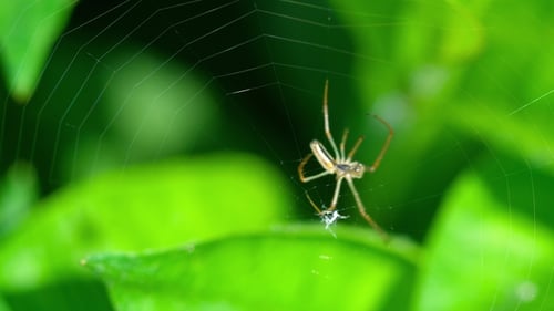 Spider tisse une toile