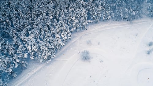 Snowy Branches in Forest. Winter Fairy Background