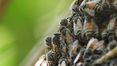 Bee