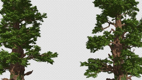 Large Trees