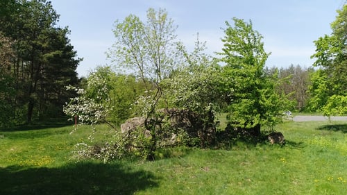 Walk in the Forest