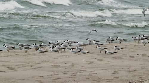 Seagulls Resting Calmly on a Beach Shoreline