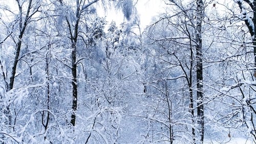 Snowy Branches in Forest. Winter Fairy Background