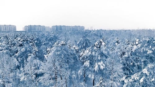 Snowy Branches in Forest. Winter Fairy Background