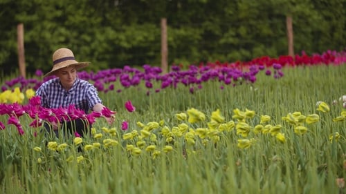 Female Researcher Walking While Examining Tulips At Field