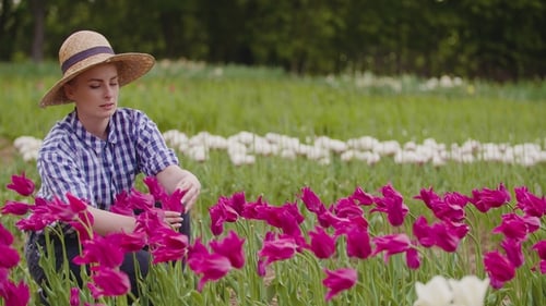 Female Researcher Walking While Examining Tulips At Field
