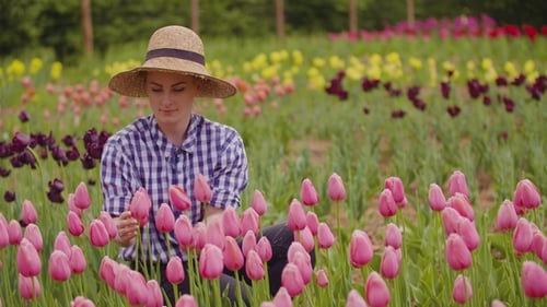 Female Researcher Walking While Examining Tulips At Field