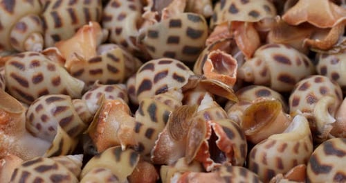 Sea snail close up