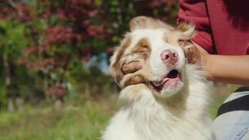 Happy Dog Getting Affection in a Grassy Park