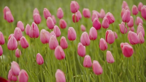 Beautiful Red Tulips Blooming On Field