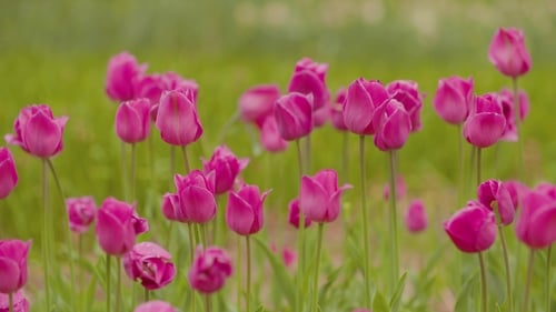 Beautiful Red Tulips Blooming On Field