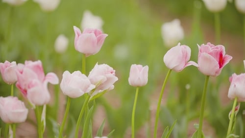 Beautiful Red Tulips Blooming On Field