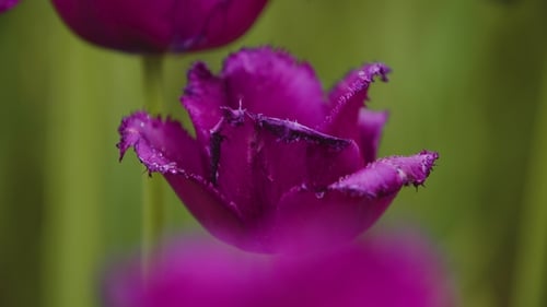 Tulips Blooming On Field