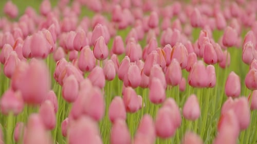 Beautiful Red Tulips Blooming On Field