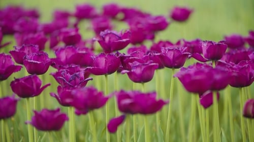 Beautiful Red Tulips Blooming On Field