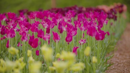 Beautiful Red Tulips Blooming On Field