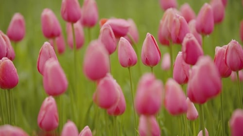 Beautiful Red Tulips Blooming On Field