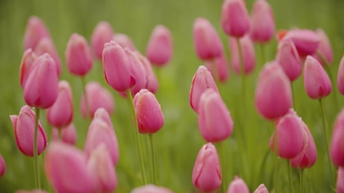 Beautiful Red Tulips Blooming On Field