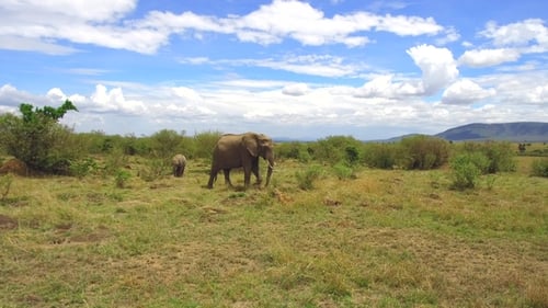 Elephant with Baby or Calf in Savannah at Africa