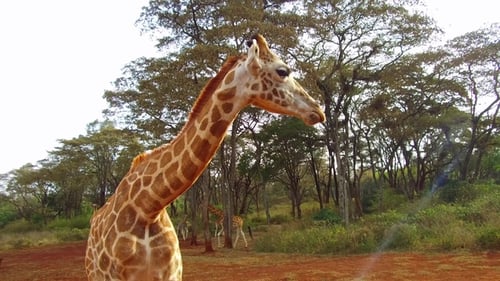 Gruppe von Giraffen in Savannah bei Afrika 89