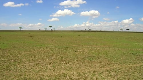 Giraffes and Zebras Roam the African Savanna