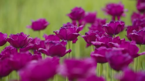Beautiful Red Tulips Blooming On Field