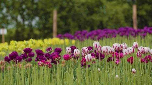 Beautiful Red Tulips Blooming On Field
