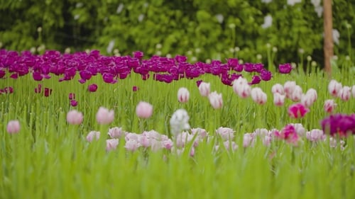 Beautiful Red Tulips Blooming On Field