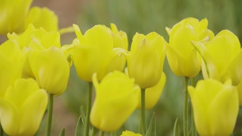 Tulips Blooming On Field