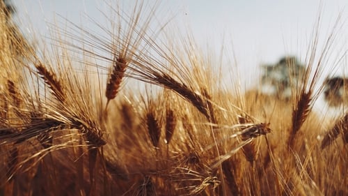 Golden Wheat Field Swaying in the Breeze