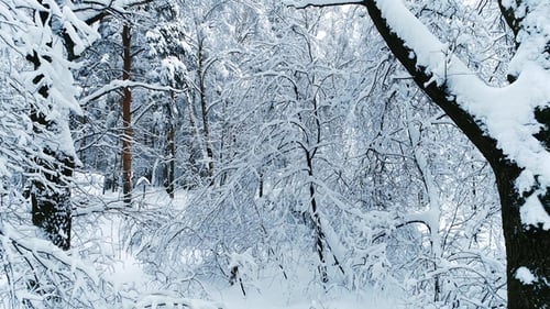 Snowy Branches in Forest. Winter Fairy Background