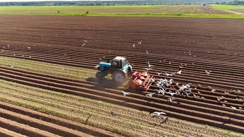 Tractor Tilling Farm Soil, Birds Hovering