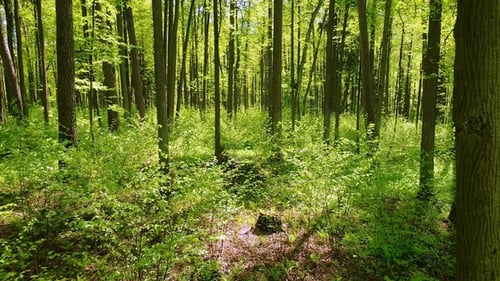 Flying Between the Trees in the Spring Forest.