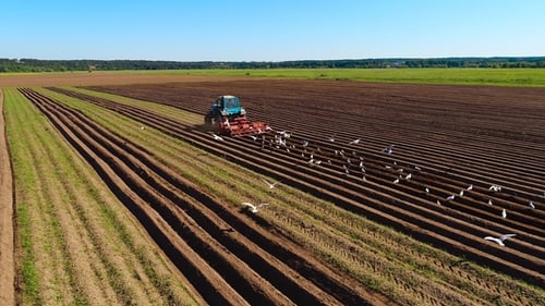 Tractor Plows Field Followed by Birds Aerial View