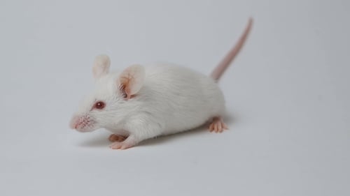 Close Up of a White Mouse on White Background