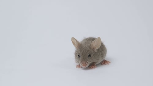 Small Gray Mouse Walking on White Background