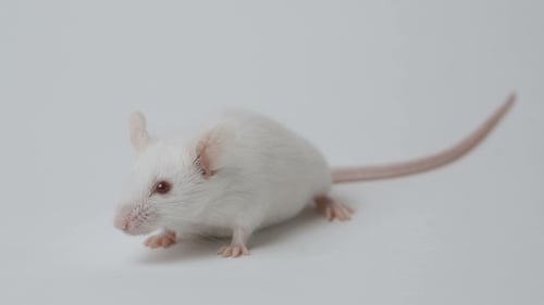 White Mouse Standing Still in Close Up Shot