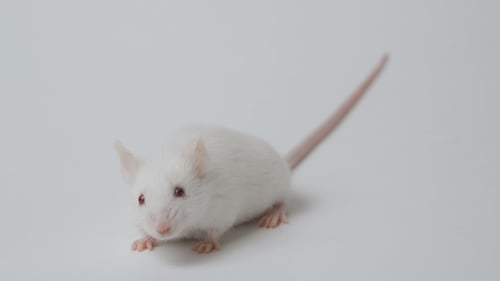 Delicate White Mouse on White Background