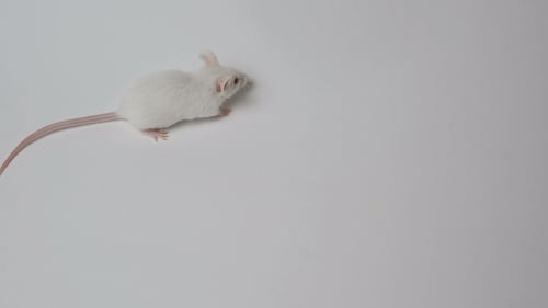 Close Up of a White Mouse Walking