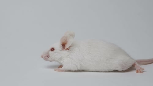 White Laboratory Mouse on White Background . Concept - Testing of Drugs, Vaccines, Laboratory