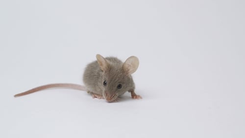 Gray Mouse Walking Indoors on White Background